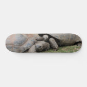 Skateboard tortues géantes (Horz)