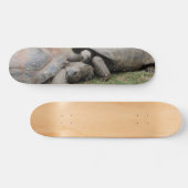 Skateboard tortues géantes (Horz)