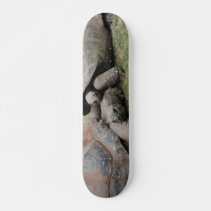 Skateboard tortues géantes