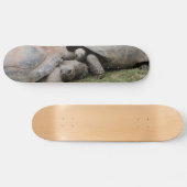 Skateboard tortues géantes (Horz)