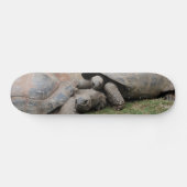 Skateboard tortues géantes (Horz)
