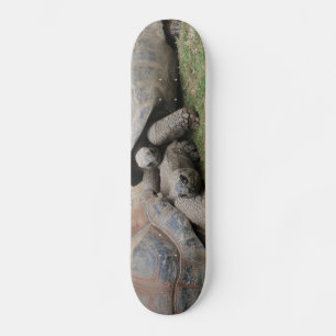 Skateboard tortues géantes