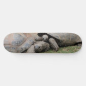 Skateboard tortues géantes (Horz)