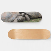 Skateboard tortues géantes (Horz)