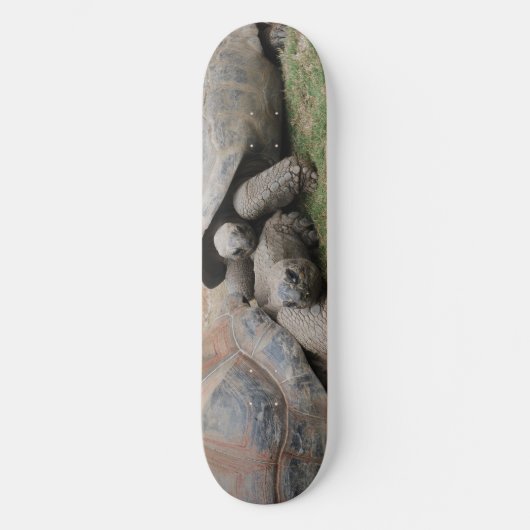 Skateboard tortues géantes (Recto)