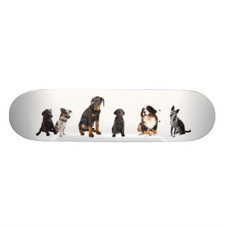 Skateboard un tas de chiens