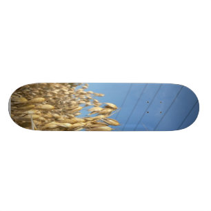 Skateboard Usine d'avoine