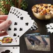 skeeter pokerkaarten (Insitu)