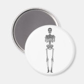 Skelet 3d Model: Magneet (Voorkant / Achterkant)