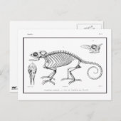  skelet briefkaart (Voorkant / Achterkant)