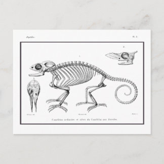  skelet briefkaart