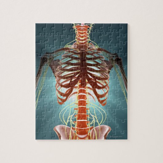 Skelet en zenuwen legpuzzel (Verticaal)