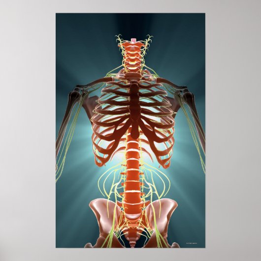 Skelet en zenuwen poster (Voorkant)