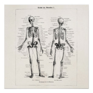Skelet Humaan Anatomie Bot Botten Perfect Poster