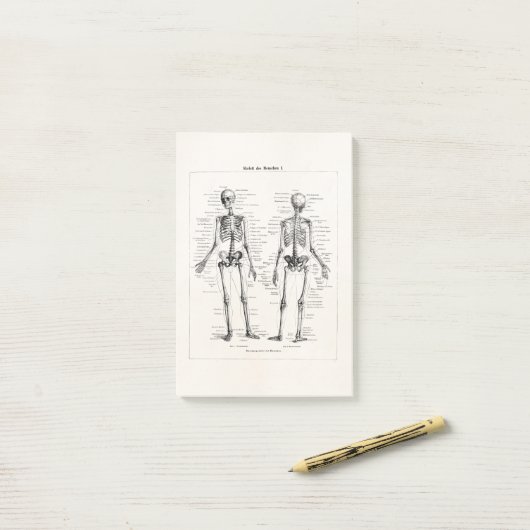  Skelet Humaan Anatomie Bot Botten Post-it® Notes (Op bureau)