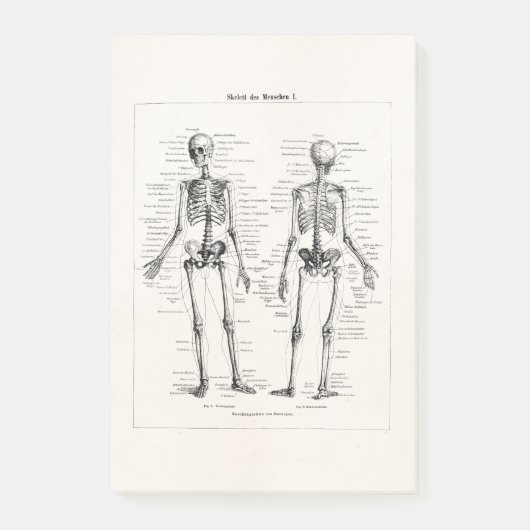 Skelet Humaan Anatomie Bot Botten Post-it® Notes (Voorkant)