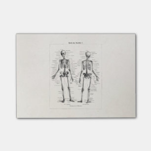 Skelet Humaan Anatomie Bot Botten Post-it® Notes
