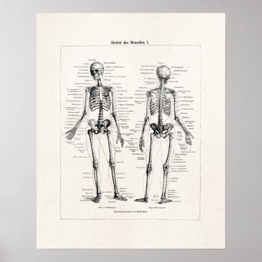  Skelet Humaan Anatomie Bot Botten Poster (Voorkant)