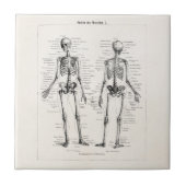 Skelet Humaan Anatomie Bot Botten Tegeltje (Voorkant)