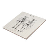 Skelet Humaan Anatomie Bot Botten Tegeltje (Zijkant)