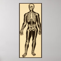 skelet illustratie verouderd grillig