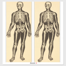 skelet illustratie verouderd grillig