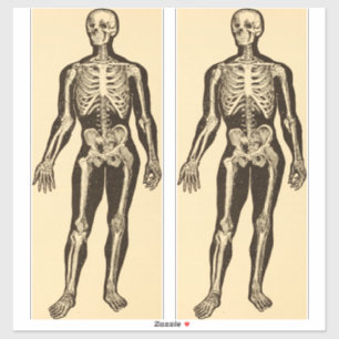  skelet illustratie verouderd grillig sticker