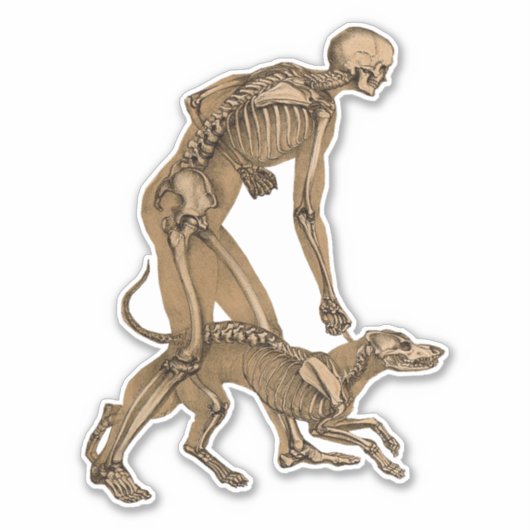 skelet man en hond menselijke anatomie kunst sticker (Voorkant)