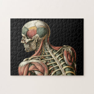 Skelet Mannelijke menselijke anatomie Medische kun Legpuzzel