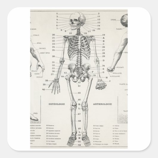 Skelet met volledig lichaam - anatomie vierkante sticker (Voorkant)