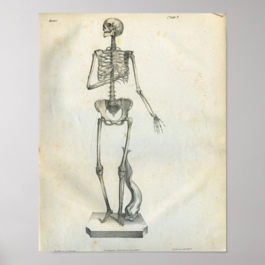 Skelet Print 1854 (Voorkant)