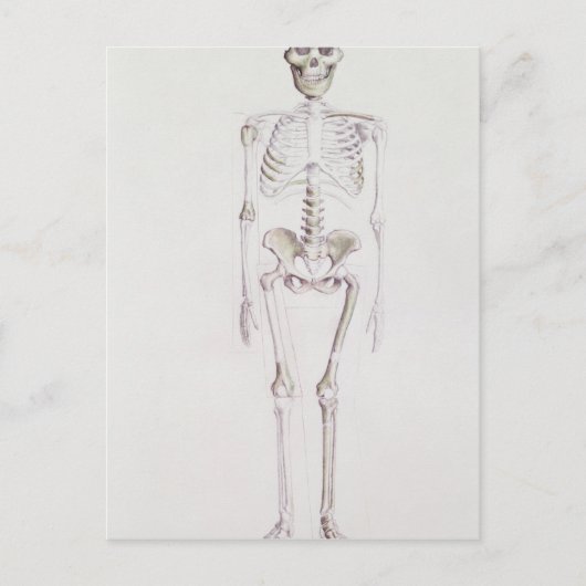 Skelet van Australopithecus africanus Briefkaart (Voorkant)