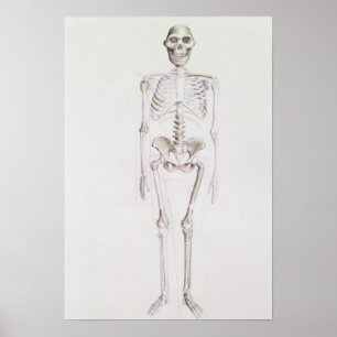 Skelet van Australopithecus africanus Poster