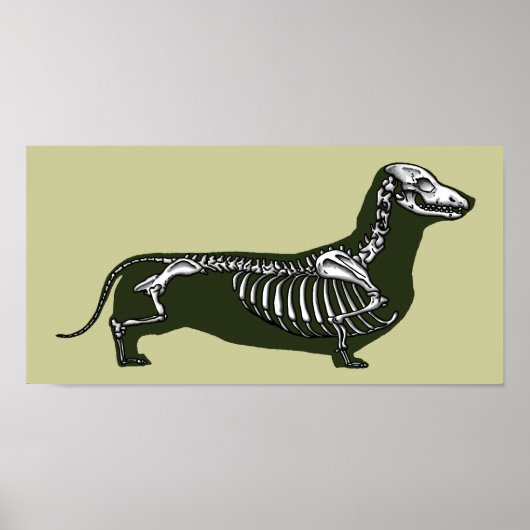 skelet van dachshund poster (Voorkant)