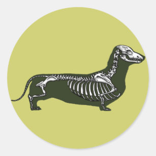 skelet van dachshund ronde sticker