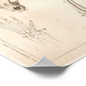 Skelet van de veterinaire anatomie van Lion Poster (Hoek)