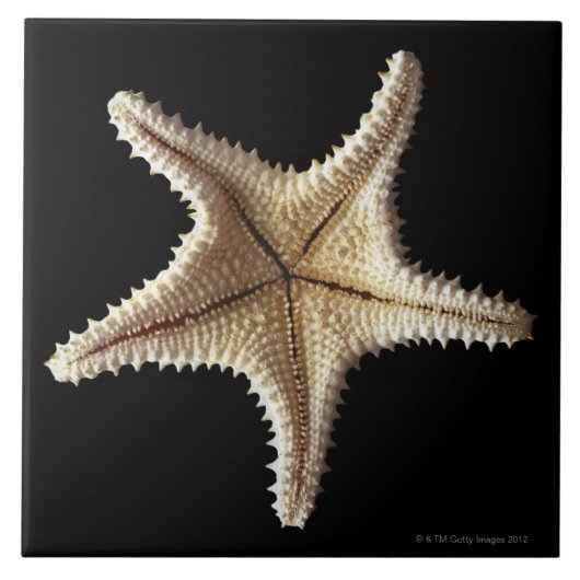 Skelet van Starfish, close-up 2 Tegeltje (Voorkant)