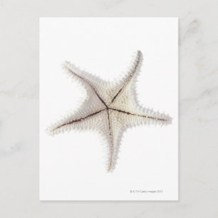 Skelet van Starfish, close-up Briefkaart