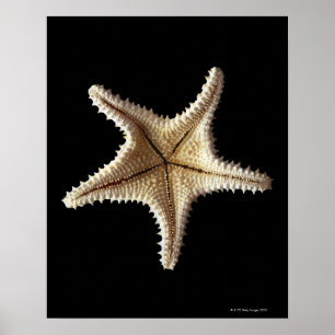 Skelet van Starfish, close-up Poster