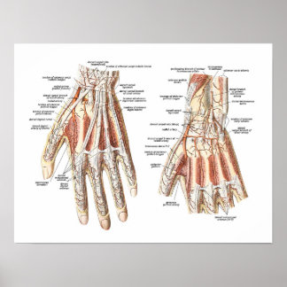 Skeletanatomie van de hand poster