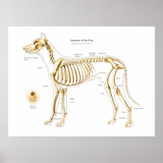 Skeletanatomie van het Poster van de hond (Voorkant)