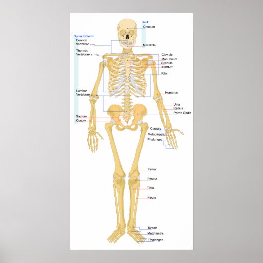 Skeletkaart Poster (Voorkant)