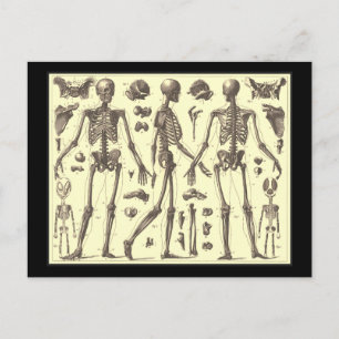Skeleton Diagrammen Briefkaart
