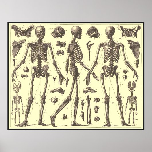  Skeleton Diagrammen Poster (Voorkant)