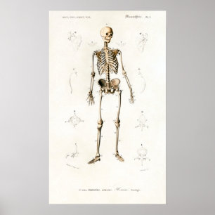  Skeleton Menselijke Anatomie Grafiek Poster