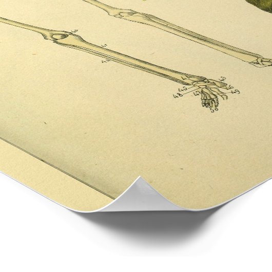 Skeleton Skeletslang Scorpion Medische anatomie Ku Poster (Hoek)