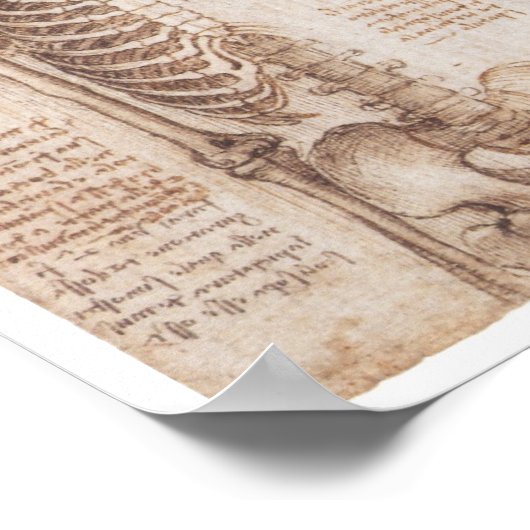 Skeleton Studies, Leonardo Da Vinci, 1510 Poster (Hoek)
