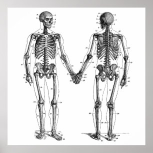  Skeletons Diagram met Genummerde Botten Poster