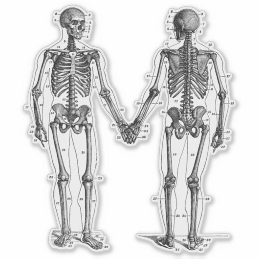 Skeletons Diagram met Genummerde Botten Sticker (Voorkant)