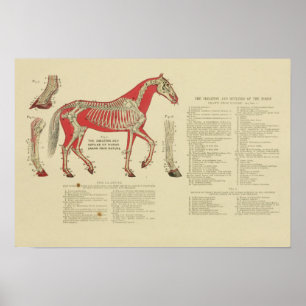  Skeletpaarden Anatomy Print 1902